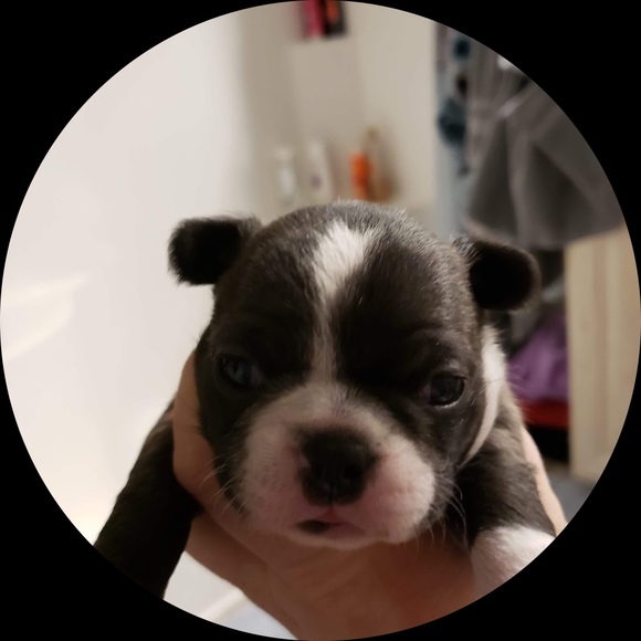 1stbulldog
